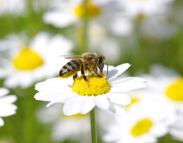 Une abeille posée sur une fleur de marguerite, illustrant l'impact environnemental positif des ruches d’entreprise sur la biodiversité et la santé des abeilles.