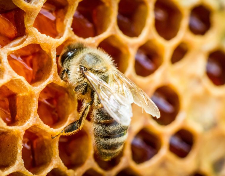 Une abeille en gros plan travaillant sur un rayon de miel, illustrant l'importance des ruches urbaines pour sensibiliser à la pollution et protéger la biodiversité.