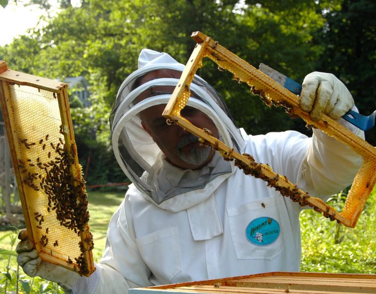 Apiculteur en tenue de protection inspectant un cadre de ruche rempli d'abeilles, illustrant l'engagement des entreprises apicultrices pour la biodiversité et la RSE.